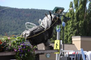 Buzzy Our mascot in the Stampede Parade