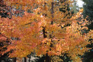 Autumn colours in Horsefly