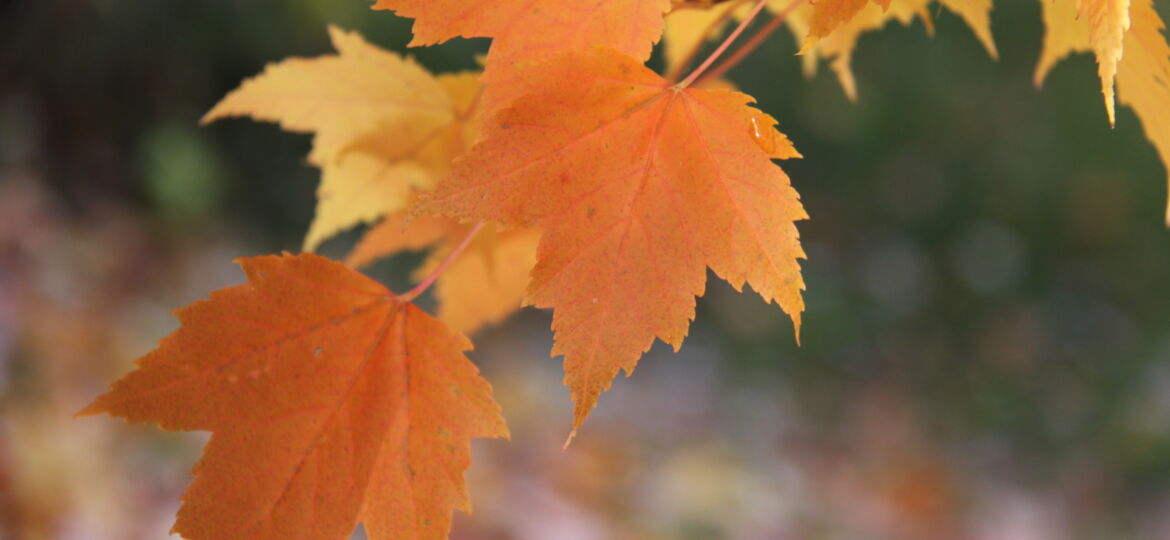 Maple leaves in Horsefly