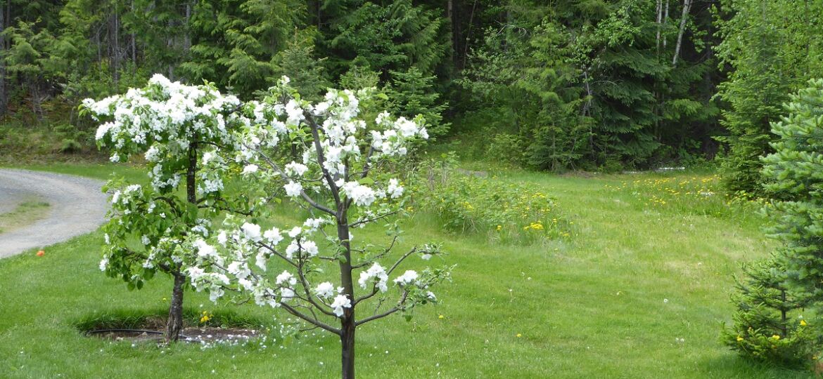 It's apple blossom time