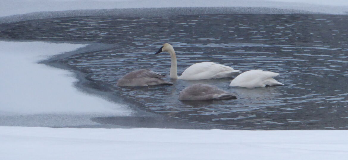 swans 2