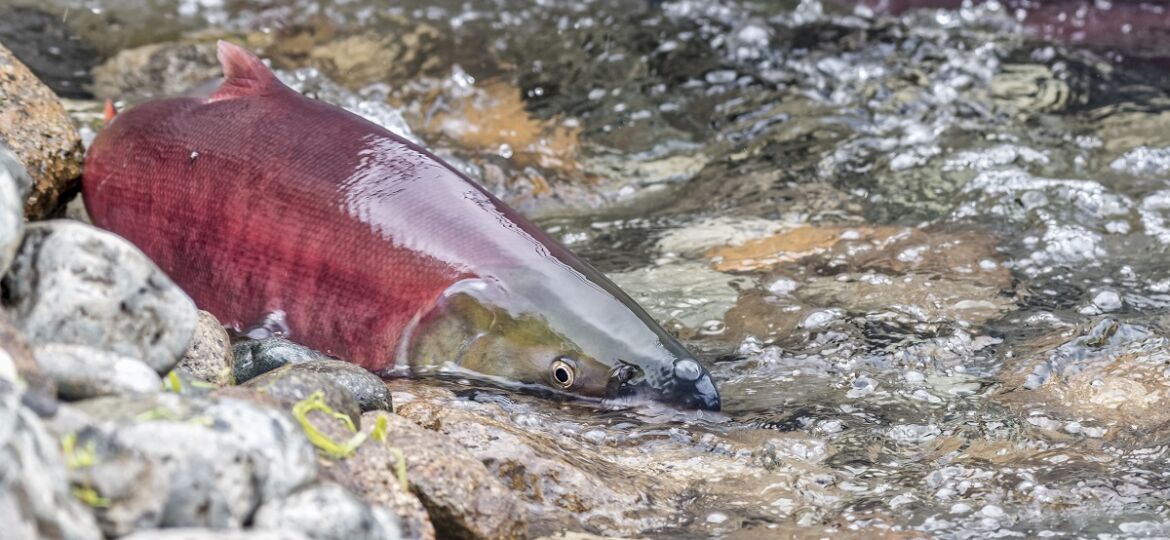 sockeye salmon in Horsefly River